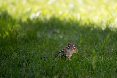 Meeting up again with Fiston the chipmunk