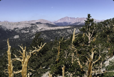 Golden Trout wilderness Hike 1996