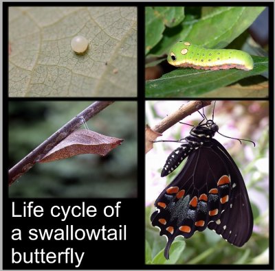 Life cycle of a Spicebush Swallowtail