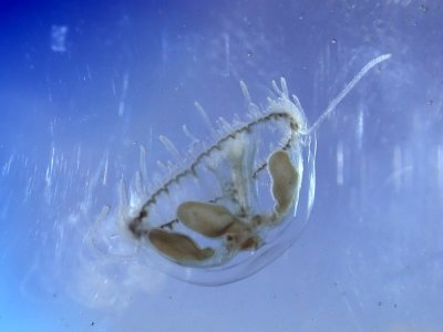 Peach Blossom Jellyfish 04
