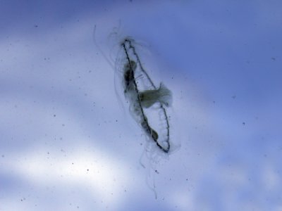 Peach Blossom Jellyfish 02