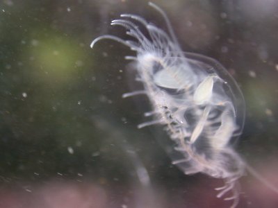 Peach Blossom Jellyfish 21