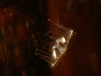 Peach Blossom Jellyfish 30