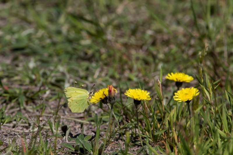 Citroenvlinder