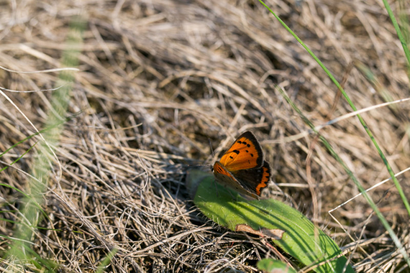 Kleine Vuurvlinder