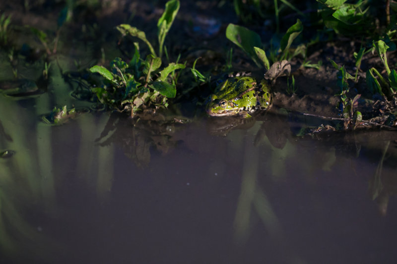 Groen Kikker in schijnsel koplampen