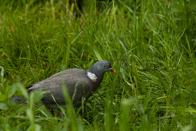 in de regen