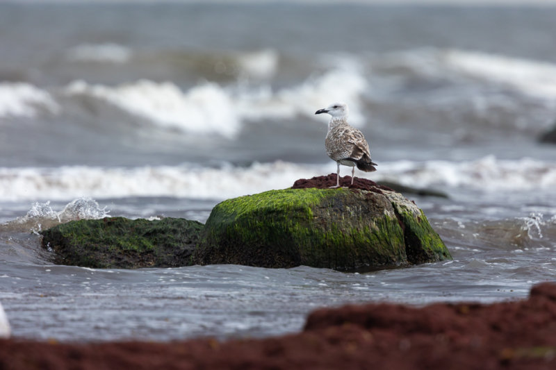rusten aan de kust