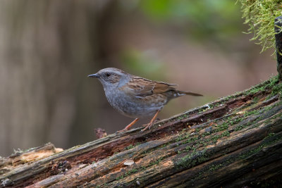 Heggenmus