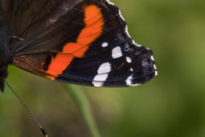 detail voorvleugel