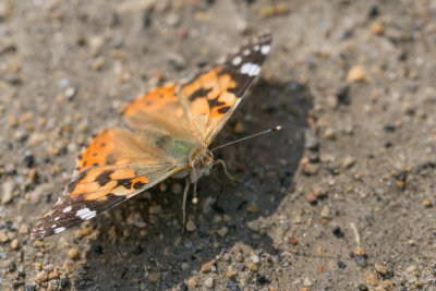 Distelvlinder