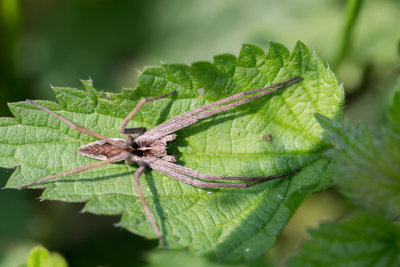 Kraamwebspin