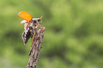 Ready for take off