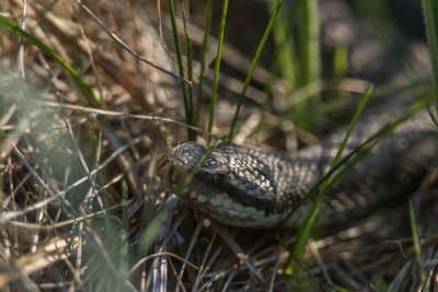 Adder