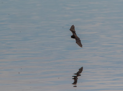Watervleermuis op jacht