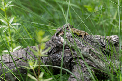 Zandhagedis