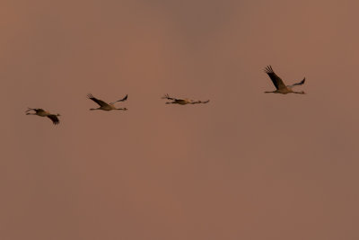 Kraanvogels