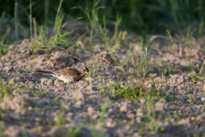 Kramsvogel