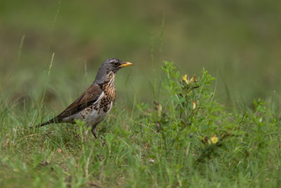 Kramsvogel