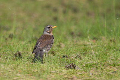 Kramsvogel