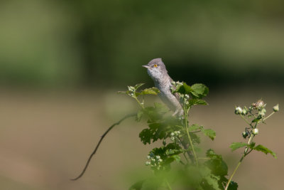 Sperwergrasmus