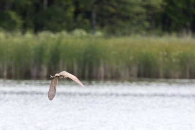 karakteristiek, vaak de achterkant in beeld