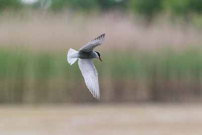 speuren naar prooi