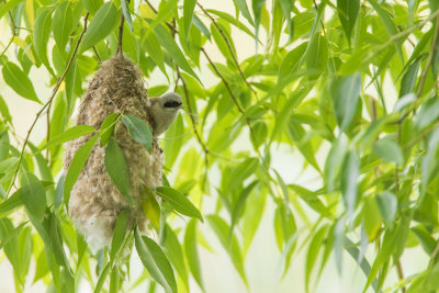 nestbouw aardig op weg