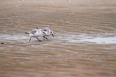 Winterkleed, over het strand