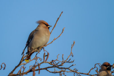 Pestvogel