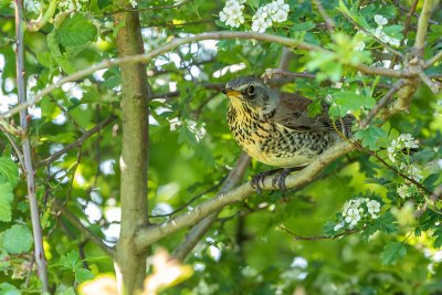 Kramsvogel