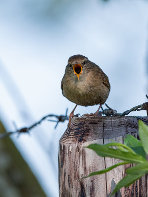 kleine vogel, grote mond