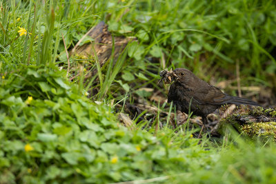 Vrouw met nestmateriaal