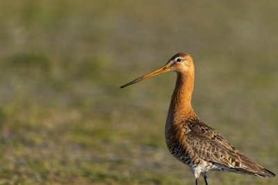 Grutto