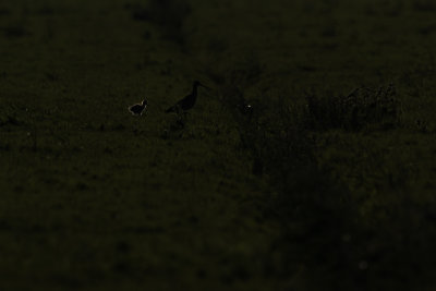 silhouetten