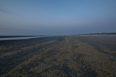 dode mosdiertjes op het strand