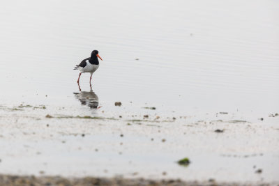 bijtanken op het wad