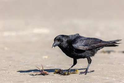 een krabje op het strand