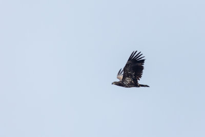 flyby jonge vogel