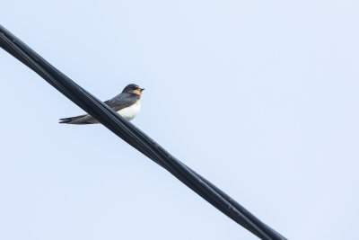 jonge vogel
