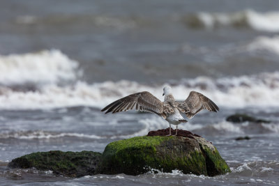 1e kj jonge vogel