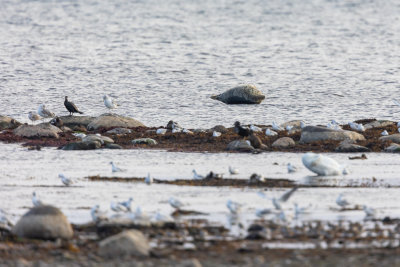 Grijze Zeehond lijkt te zweven op het water