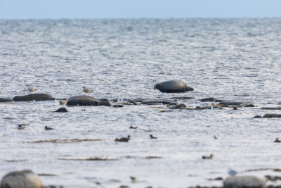 Grijze Zeehond balanceert op een steen