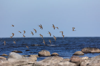 groep in vogelvlucht