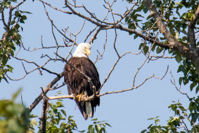 IMG_4260.jpg