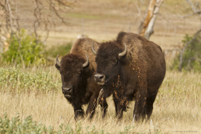 Bison, Custer State Park