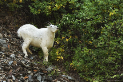 Mountain Goat in Spearfish Canyon