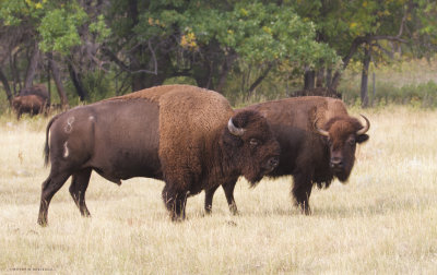Bison, Custer State Park