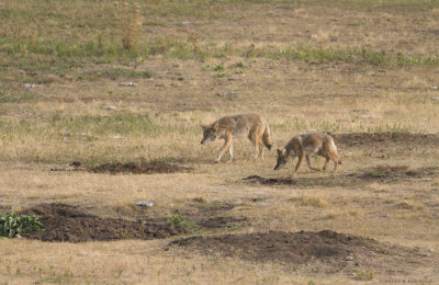 Coyotes, Custer State Park