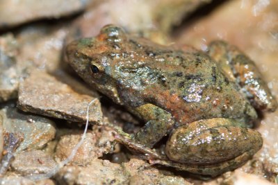 Northern Flinders Range Froglet